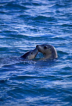 Australian sealion with young at sea surface {Neophoca cinerea} Australia. Endangered species.