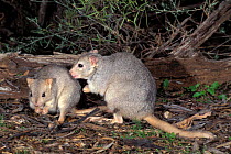 Pair of Burrowing bettongs {Bettongia lesuer} Australia, captive