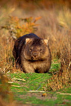 Common wombat {Vombatus ursinus} Tasmania