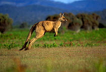 Eastern grey kangaroo hopping {Macropus giganteus} Tasmania, Australia