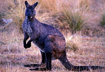 Wallaroo / Euro {Macropus robustus} New South Wales, Australia