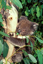 Koala feeding in tree {Phascolarctos cinereus} Tasmania