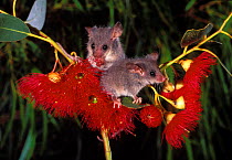 Little pygmy possums feeding in Eucalyptus tree {Cercarteus lepidus} Tasmania
