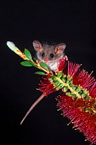 Little pygmy possum feeding in Bottlebrush tree {Cercarteus lepidus} Tasmania