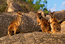 Four Mareeba rock wallaby on rock {Petrogale mareeba} Queensland, Australia