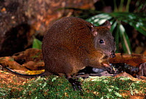 Musky rat kangaroo feeding {Hypsiprymnodon moschatus} Queensland, Australia