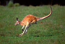 Male Red kangaroo hopping {Macropus rufus} South Australia