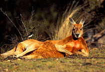 Male Red kangaroo resting {Macropus rufus} with Willie wagtail on rump, Australia