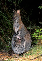 Bennett's Wallaby {Macropus rufogriseus rufogriseus} - subspecies of Red necked wallab with joey in pouch, Tasmania