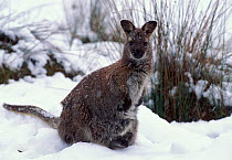 Bennett's Wallaby {Macropus rufogriseus rufogriseus} - subspecies of Red necked wallaby with joey in snow  Tasmania