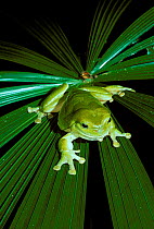 Green treefrog on leaf {Litoria caerulea} captive