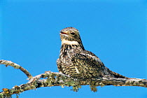Male Lesser nighthawk {Chordeiles acutipennis} Texas, USA