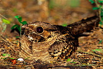 Common pauraque on nest at night {Nyctidromus albicollis} Texas, USA