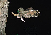 Eastern screech owl flying to nest hole {Megascops asio} Texas, USA