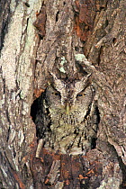 Eastern screech owl {Megascops asio} camouflaged in nest hole in Mesquite tree, Texas, USA