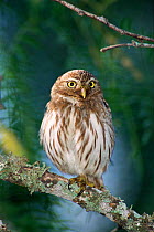 Ferruginous pygmy owl {Glaucidium brasilianum} Texas, USA