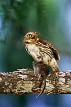 Ferruginous pygmy owl with mouse prey {Glaucidium brasilianum} Texas, USA