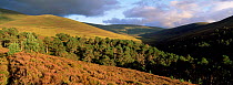 Stormy light over heather moorland and pine forest, Cairngorms NP. Scotland