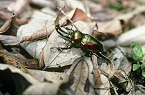 Mueller's stag beetle/ Rainbow stag beetle (Phalacrognathus muelleri) Queensland, Australia