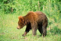 Juvenile Brown bear (18m-old) returned to rehabilitation centre after release, Russia. Will be relased again the following year 2003.