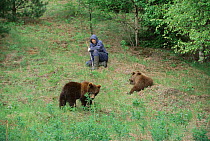 Warden + Brown bears (18m) that returned to centre after release, Russia {Ursus arctos} 2003.