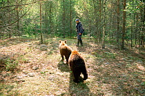 Warden + Brown bears (18m) that returned to centre after release, Russia {Ursus arctos} 2003.