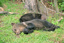 Exhausted orphan Brown bear cubs (5m) relax after play at rehabilitation centre, Russia 2003.