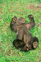 Orphan Brown bear cub (5m) plays in enclosure at rehabilitation centre, Russia 2003.