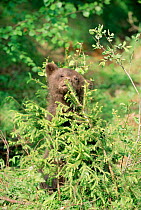 Orphan Brown bear cub (5m) plays in tree in enclosure at rehabilitation centre, Russia 2003.