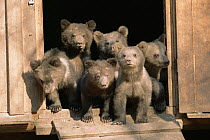 Orphan Brown bear cubs (4m-old) at rehabilitation centre, Russia {Ursus arctos} 2003.