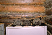Orphan Brown bear cubs (2m-old) kept in box at rehabilitation centre, Russia {Ursus arctos} 2003.
