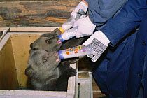 Orphan Brown bear cubs (2m-old) bottle fed at rehabilitation centre, Russia {Ursus arctos} 2003.