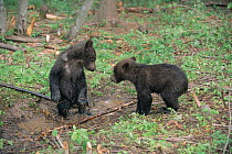 Orphan Brown bear cubs (5m) play in enclosure at rehabilitation centre, Russia 2003.