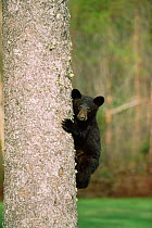 Black bear cub (18m-old) climbing tree {Ursus americanus} Quebec, Canada.