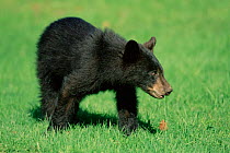 Black bear cub (18m-old) {Ursus americanus} Forillon Park, Quebec, Canada.