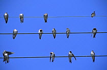House martins gather on telephone wires {Delichon urbicum} France