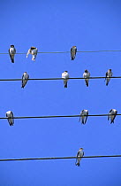 House martins gather on telephone wires {Delichon urbicum} France