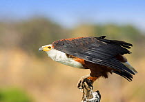 African fish eagle preparing to take off {Haliaeetus vocifer} Botswana
