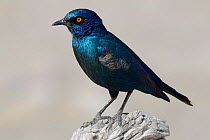 Red shouldered / Cape glossy starling {Lamprotornis nitens} Etosha NP, Namibia