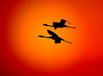 RF- Two Greater flamingos (Phoenicopterus ruber) flying across sunset sky, Namibia. (This image may be licensed either as rights managed or royalty free.)