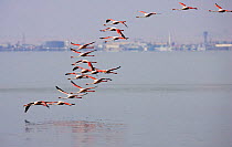 Flock of Greater flamingo {Phoenicopterus ruber} Walvis bay, Namibia
