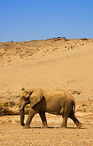African elephant walking across desert {Loxodonta africana} Kaokoland, Africa