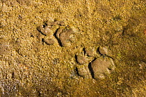 African lion track in wet sand {Panthera leo} Kaokoland, Namibia