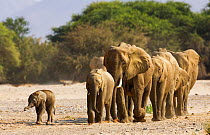 RF- African elephant herd (Loxodonta africana). Hoarusib river, Kaokoland, Namibia. Endangered species. (This image may be licensed either as rights managed or royalty free.)