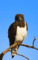 Black-chested snake eagle (Circaetus pectoralis) Kaokoland, Namibia
