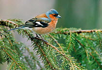 Male Chaffinch {Fringilla coelebs} Finland