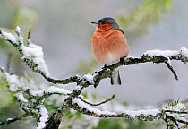 Male Chaffinch in snow {Fringilla coelebs} Finland