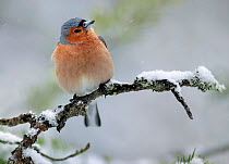 Male Chaffinch in snow {Fringilla coelebs} Finland