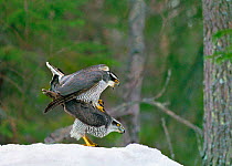 Northern goshawks mating {Accipiter gentilis} Finland