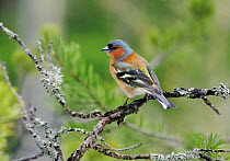 Male Chaffinch {Fringilla coelebs} Finland